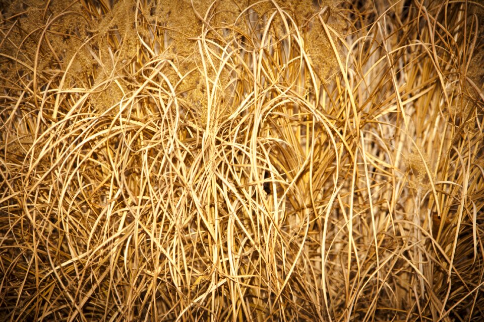 Floral dry autumn