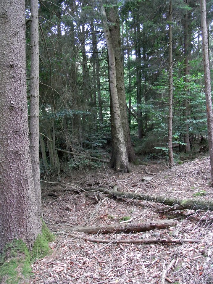 Markbach in Nadelwald Oberstes Hainchen R0019736