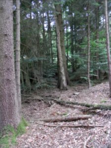 Markbach in Nadelwald Oberstes Hainchen R0019736