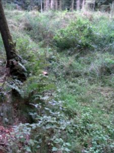 Markbach Auslass Quellteich R0019791