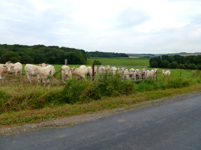 Marlemont (Ardennes) paysage 01