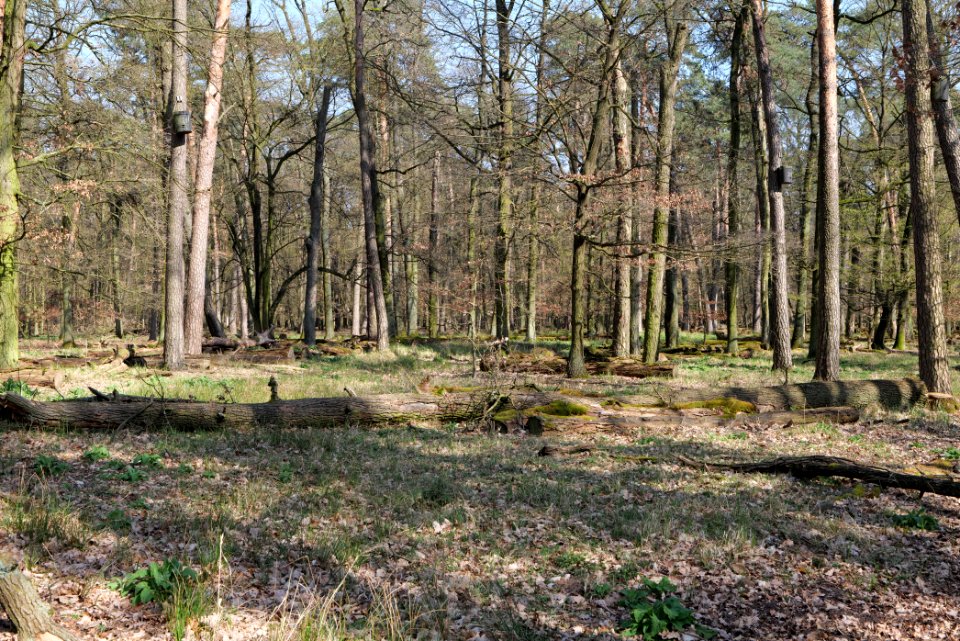 Mark- und Gundwald zwischen Rüsselsheim und Walldorf 2020-03-27 07