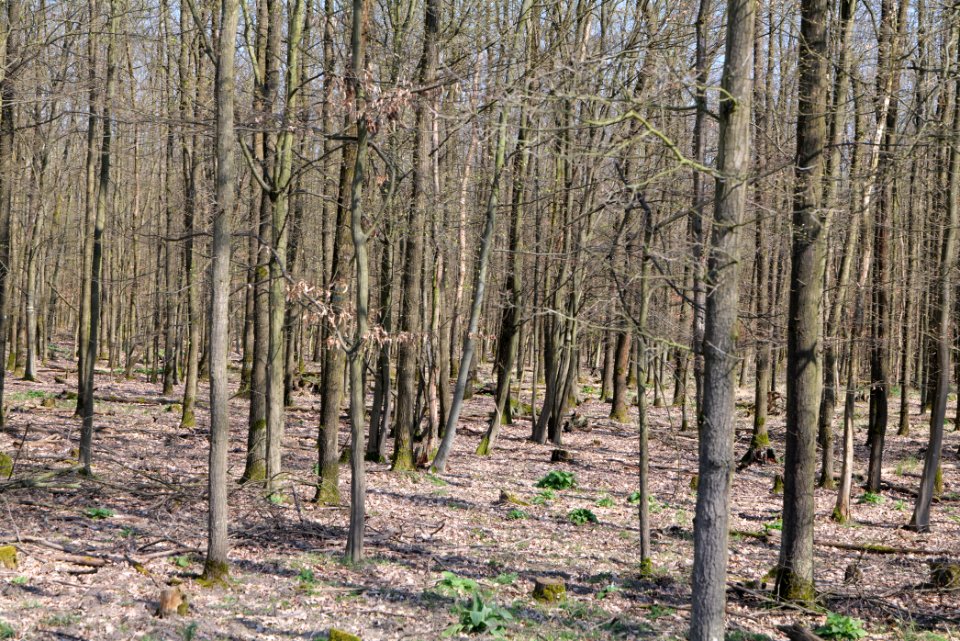 Mark- und Gundwald zwischen Rüsselsheim und Walldorf 2020-03-27 01