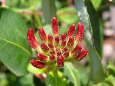 Hairy tropical exotic