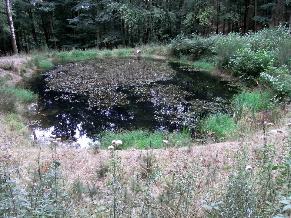 Markbach Quellteich R0019779