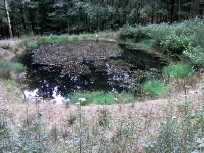 Markbach Quellteich R0019779