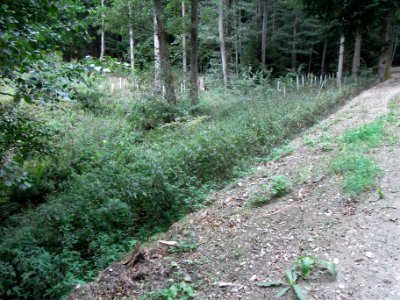 Markbach Anpflanzung unter Hauptweg R0019744