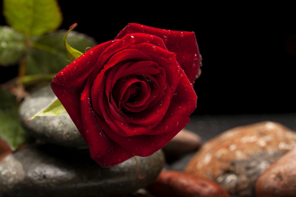 Macro nature close