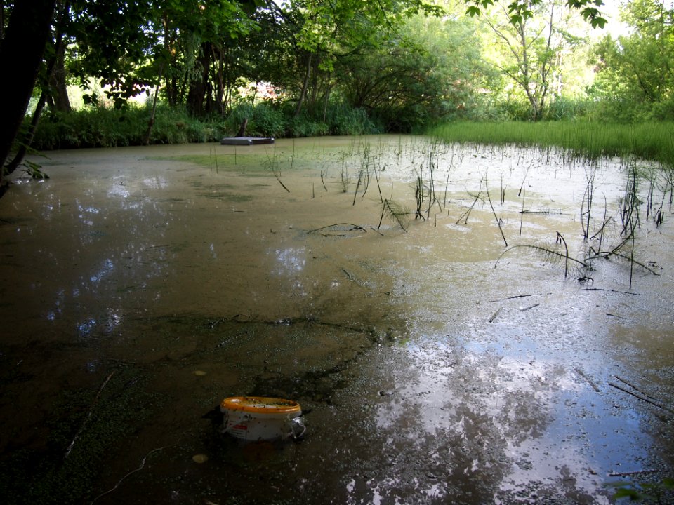 Markt Irsee, Weiher am Forstanger (Lotti-Weiher) (02)