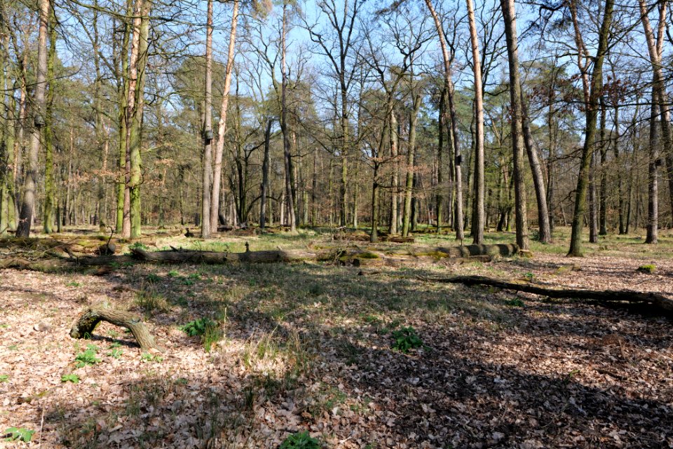 Mark- und Gundwald zwischen Rüsselsheim und Walldorf 2020-03-27 06