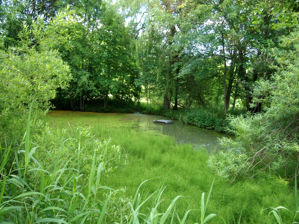 Markt Irsee, Weiher am Forstanger (Lotti-Weiher) (11)