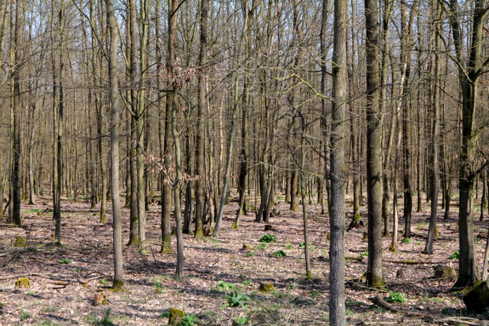Mark- und Gundwald zwischen Rüsselsheim und Walldorf 2020-03-27 02