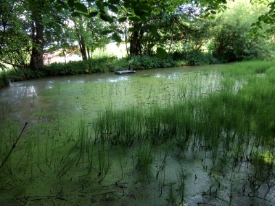 Markt Irsee, Weiher am Forstanger (Lotti-Weiher)