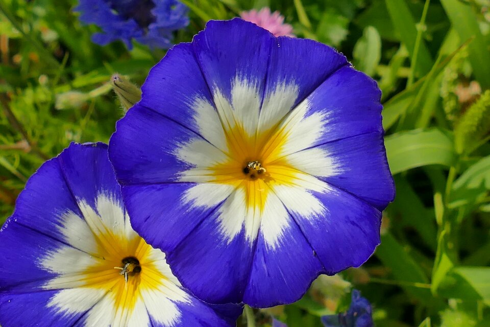 Bloom close up plant