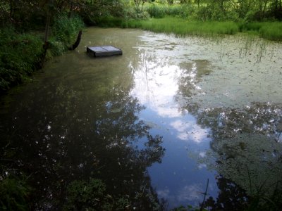 Markt Irsee, Weiher am Forstanger (Lotti-Weiher) (03)