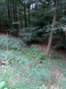 Markbach unter Quellteich R0019774