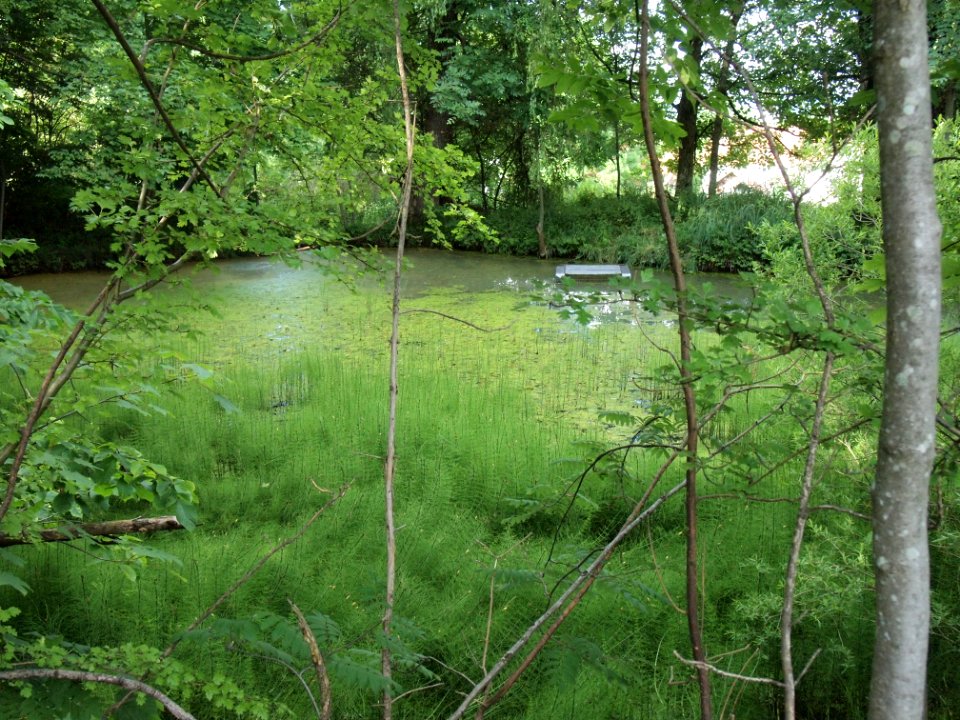 Markt Irsee, Weiher am Forstanger (Lotti-Weiher) (09)