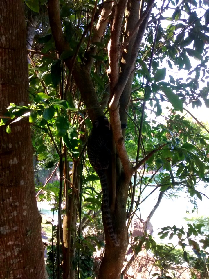 Marmoset on Pista Cláudio Coutinho