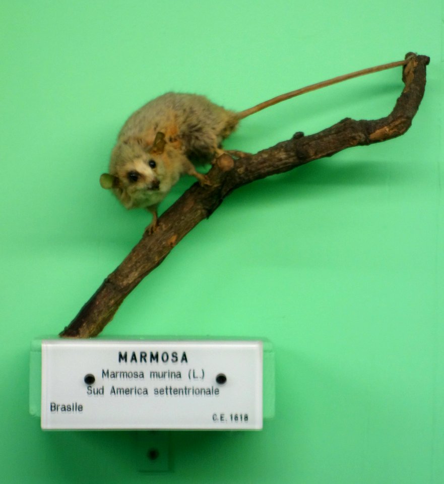 Marmosa murina - Museo Civico di Storia Naturale Giacomo Doria - Genoa, Italy - DSC02977
