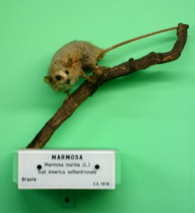 Marmosa murina - Museo Civico di Storia Naturale Giacomo Doria - Genoa, Italy - DSC02977