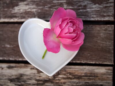 Love affection bloom