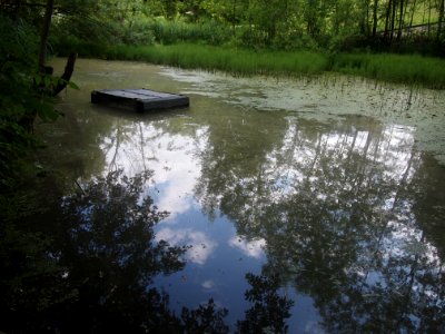 Markt Irsee, Weiher am Forstanger (Lotti-Weiher) (04)