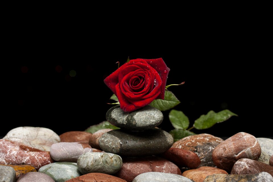 Macro nature close