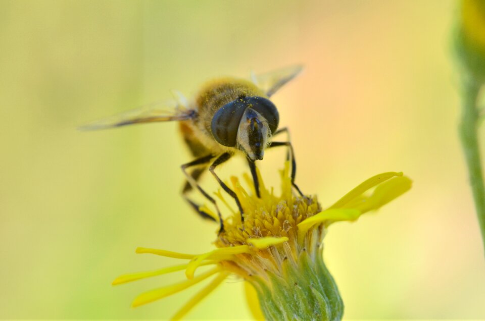 Insect taking nectar wasp