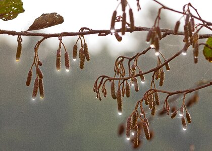 Sun tree fruit