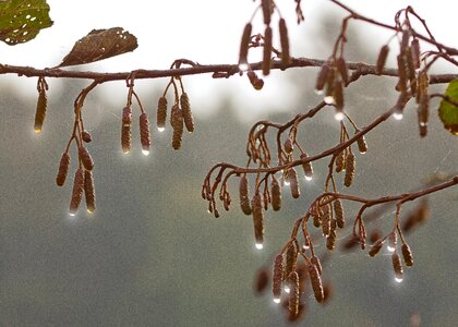 Sun tree fruit photo