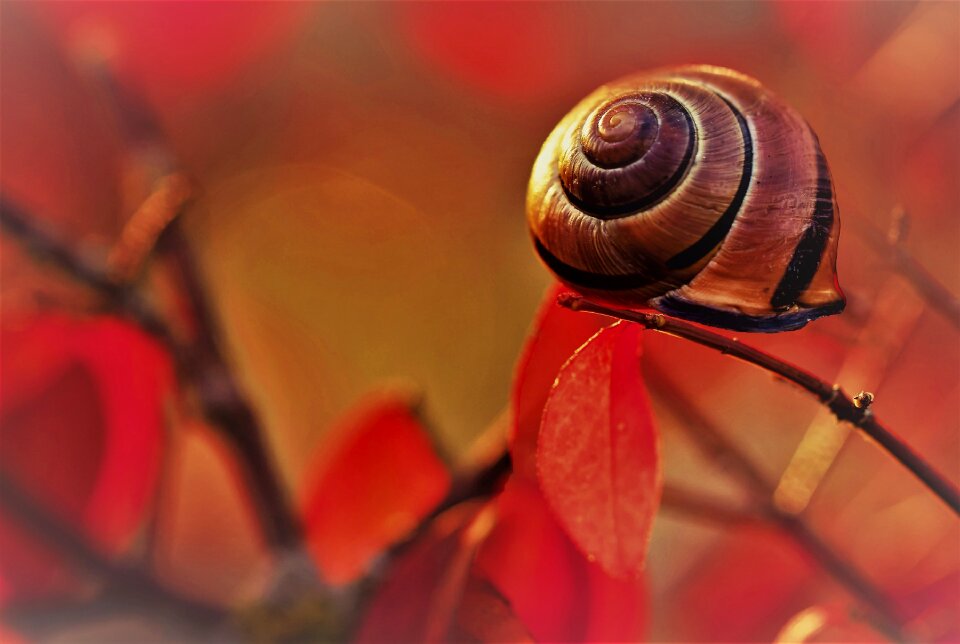 Garden field shell