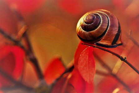 Garden field shell photo