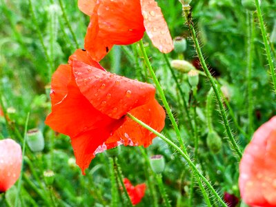 Field nature plant