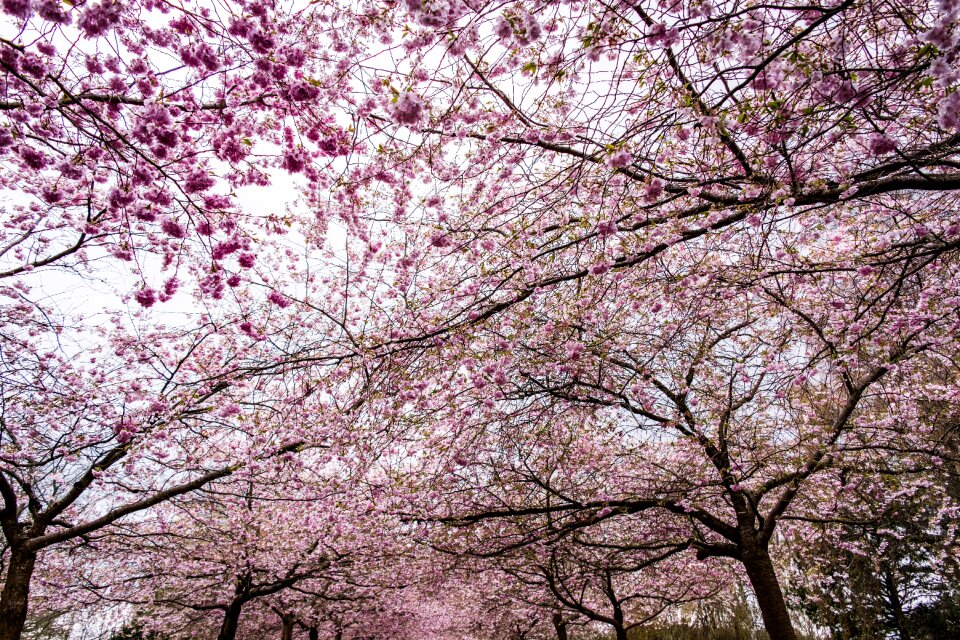 Blossom cherry nature