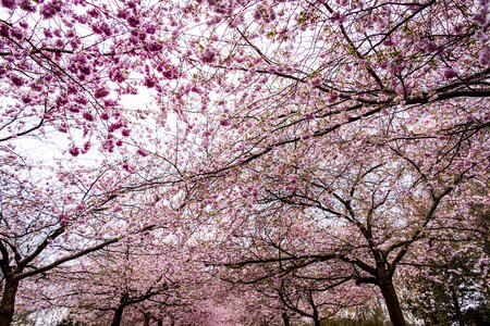 Blossom cherry nature photo