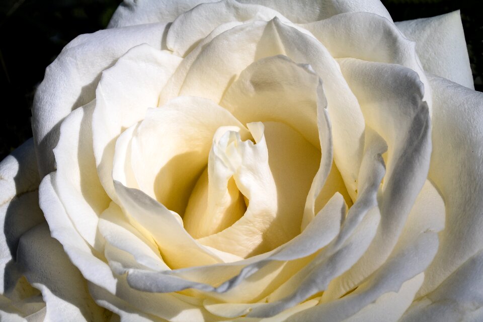 Bloom flower rose bloom