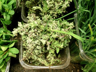 Marjoram in a plastic bin