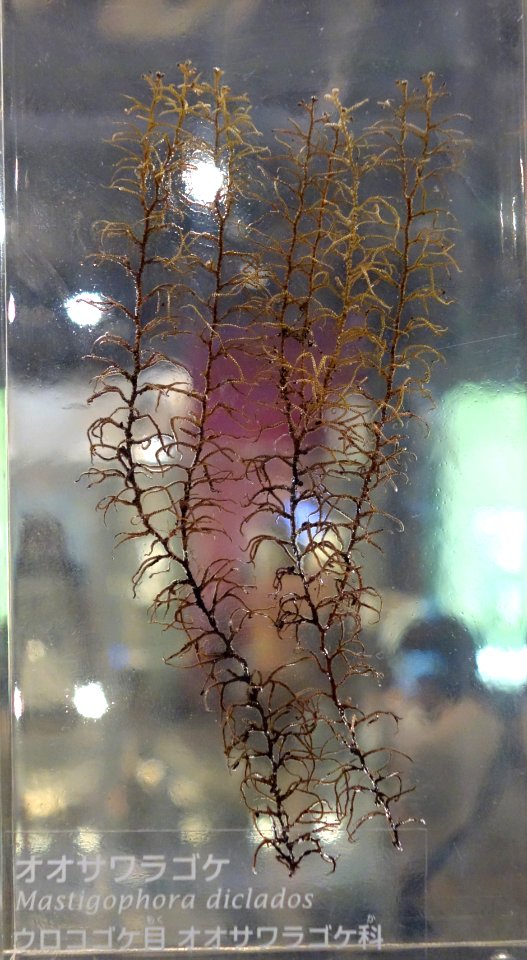 Mastigophora diclados - National Museum of Nature and Science, Tokyo - DSC07520