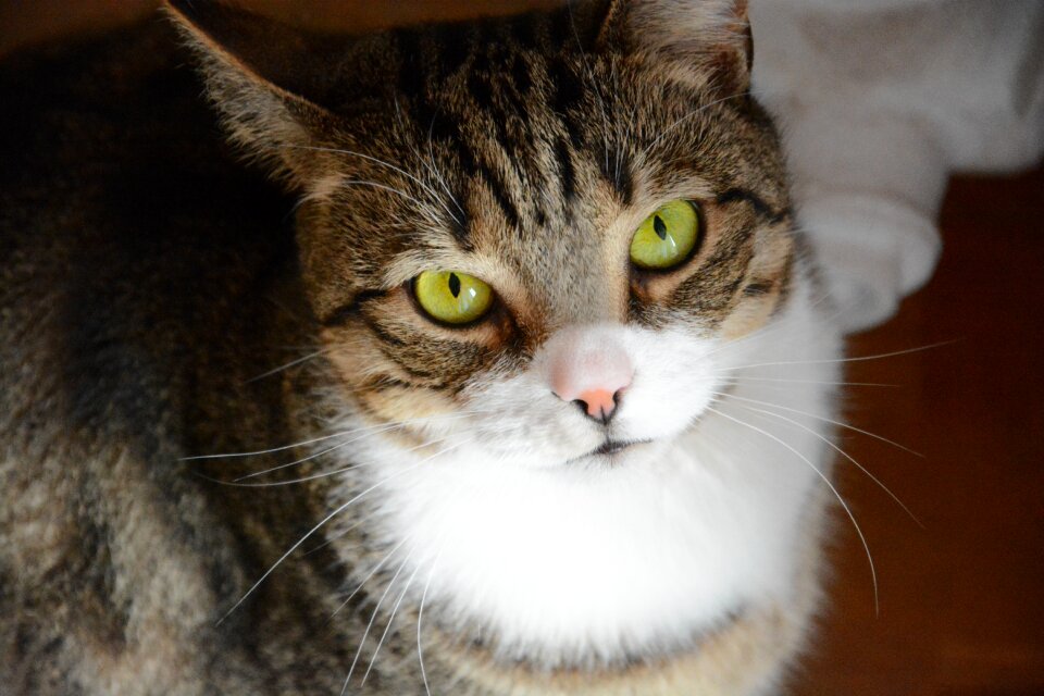 A normal cat tabby tomcat