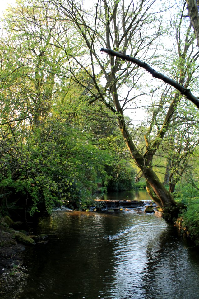 Meanwood Park 2019-04-22 (5)