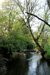 Meanwood Park 2019-04-22 (5)