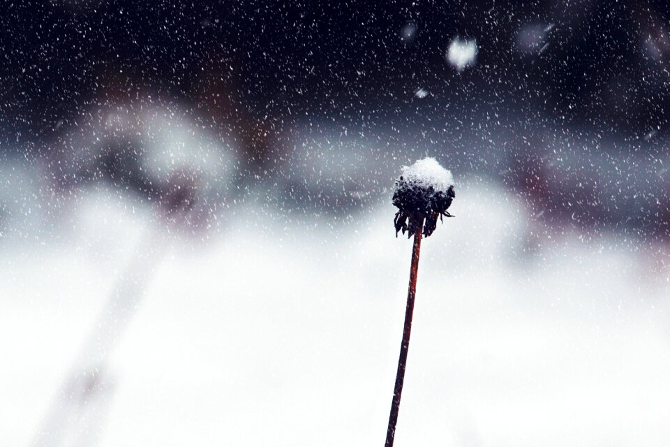 White wintry cold