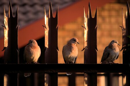 Doves birds feathers