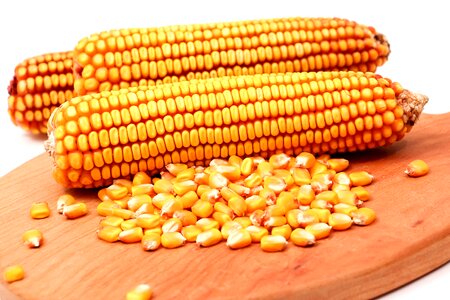 Corn nature maize