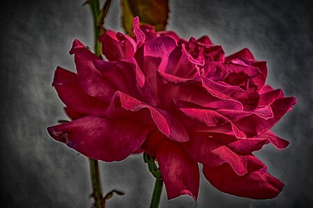 Rose red pretty