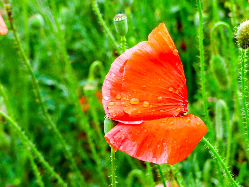 Red flower flower nature