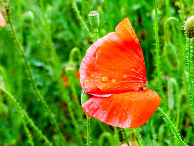 Red flower flower nature