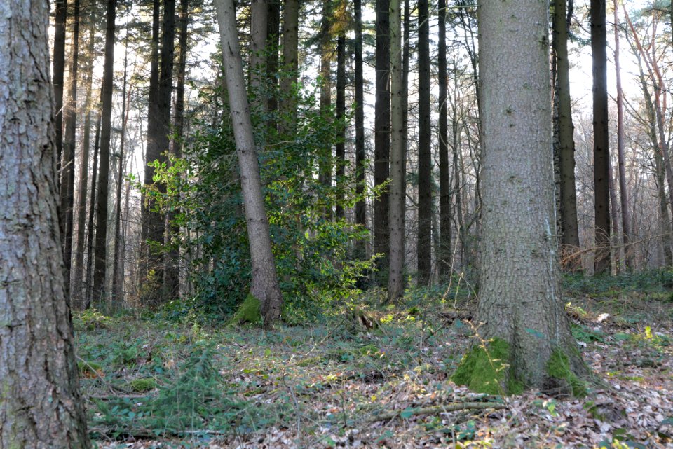 Meadows at Waldwiesenbach Oberhöchstadt 2020-03-25 07