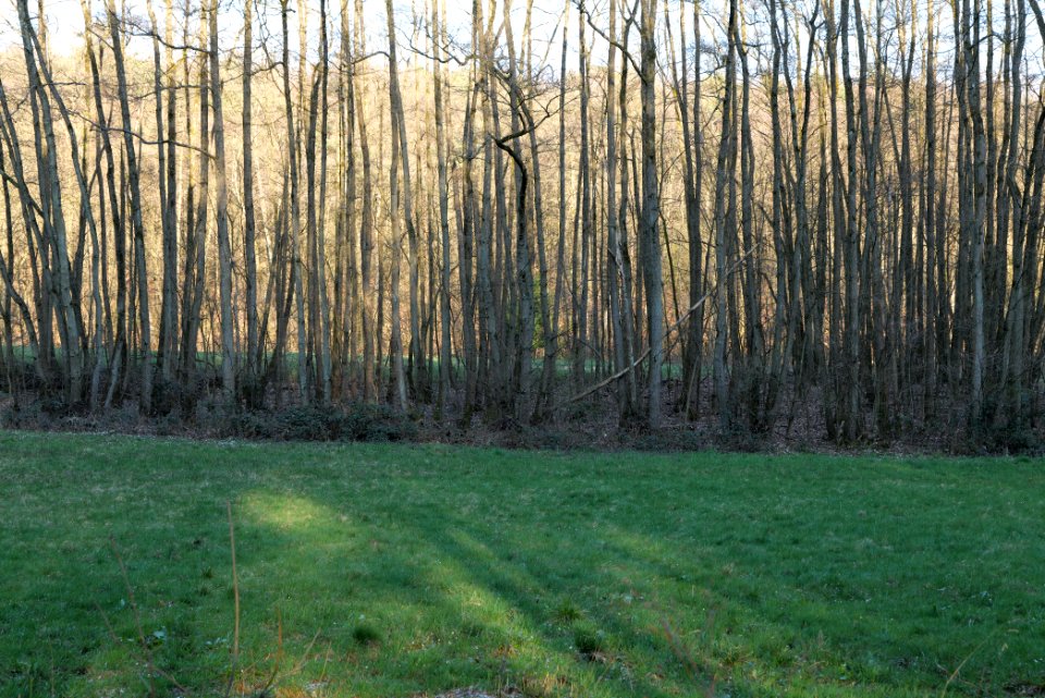 Meadows at Waldwiesenbach Oberhöchstadt 2020-03-25 09