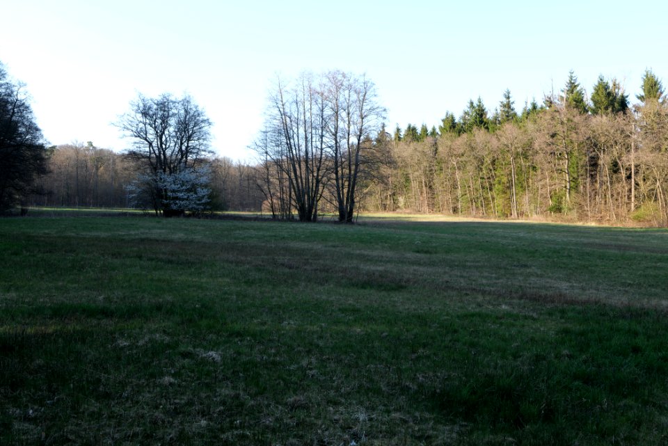 Meadows at Waldwiesenbach Oberhöchstadt 2020-03-25 02